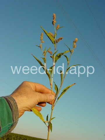 smartweed, pale